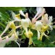 Honeysuckle Bachblüten für Tiere